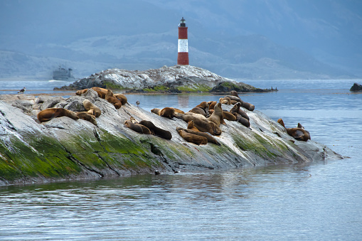 Les Eclaireurs lighthouse and Sea Lions in the Beagle Channel, Argentina.