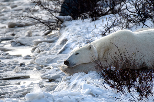 Polar Bear taking a nap near Churchill, Canada.