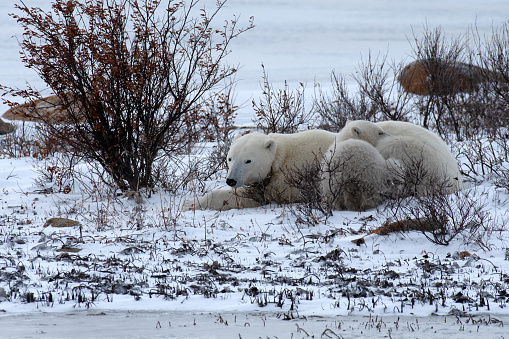 Mom and cub polar bear resting near Churchill, Canada.
