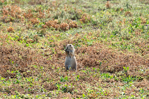A prairie dog watches for predators in Theodore Roosevelt National Park.