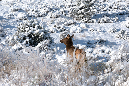 Female elk in the snow at Yellowstone National Park.