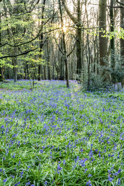 istock Surrey bluebells flowers England Europe 2149271889