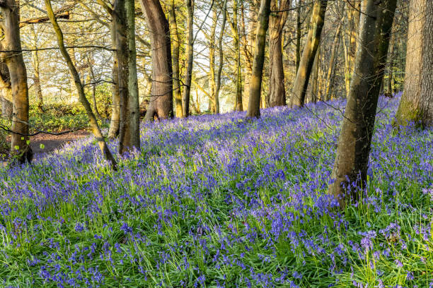 istock Surrey bluebells flowers England Europe 2149271939