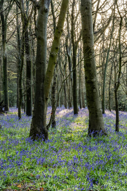 istock Surrey bluebells flowers England Europe 2149271951