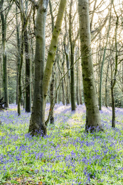 istock Surrey bluebells flowers England Europe 2149271958