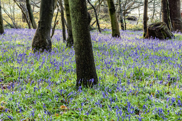 istock Surrey bluebells flowers England Europe 2149271992