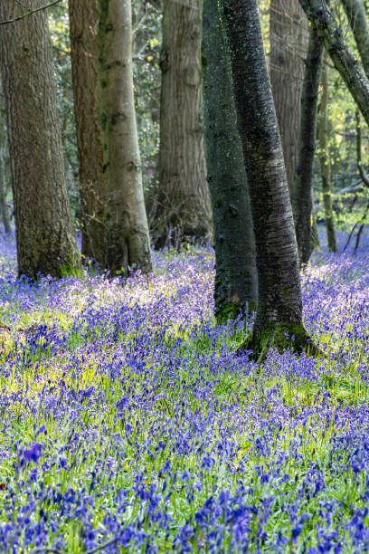 istock Surrey bluebells flowers England Europe 2149272013