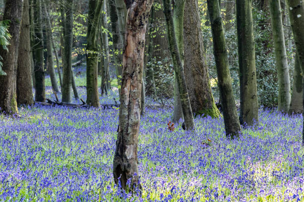 istock Surrey bluebells flowers England Europe 2149272016