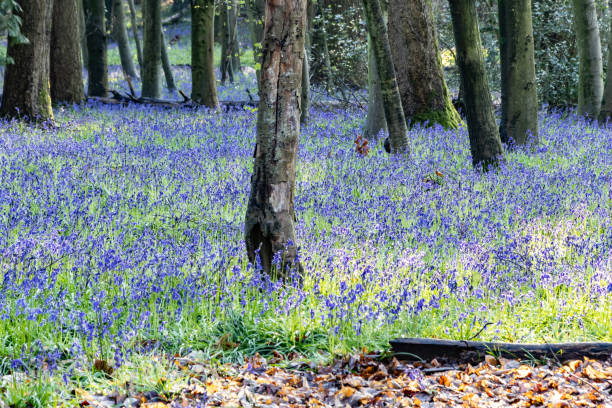 istock Surrey bluebells flowers England Europe 2149272019