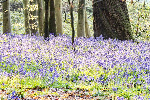 istock Surrey bluebells flowers England Europe 2149272021