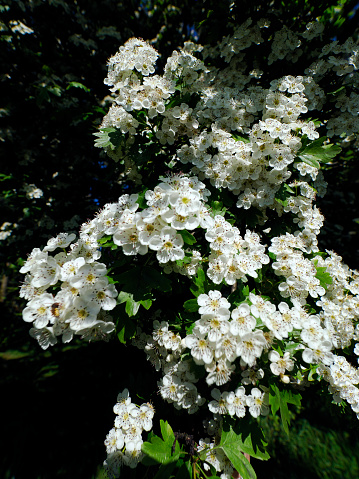 Numerous species of hawthorn are used medicinally and edible, they are also cultivated as ornamentals, and their wood is used