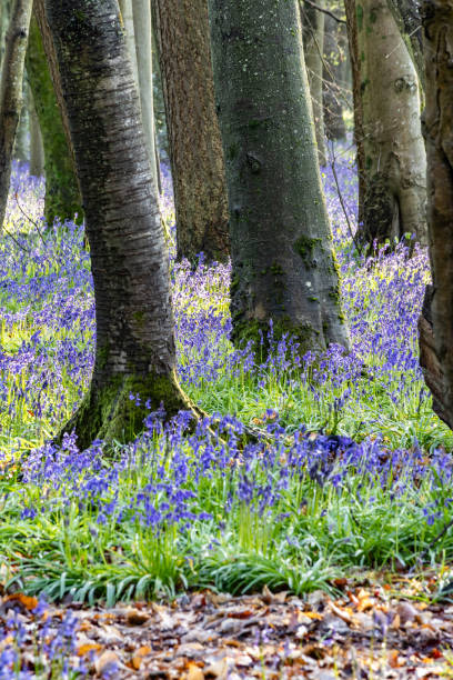istock Surrey bluebells flowers England Europe 2149272566