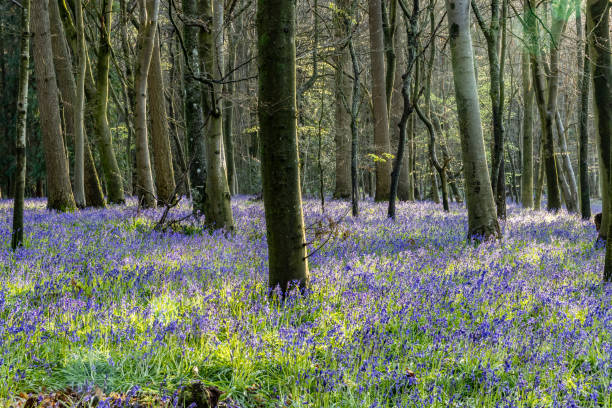 istock Surrey bluebells flowers England Europe 2149272588