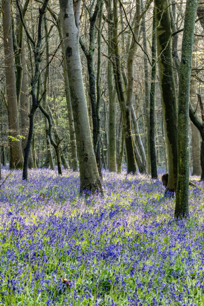 istock Surrey bluebells flowers England Europe 2149272653