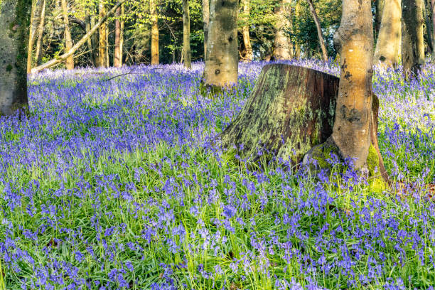 istock Surrey bluebells flowers England Europe 2149272703