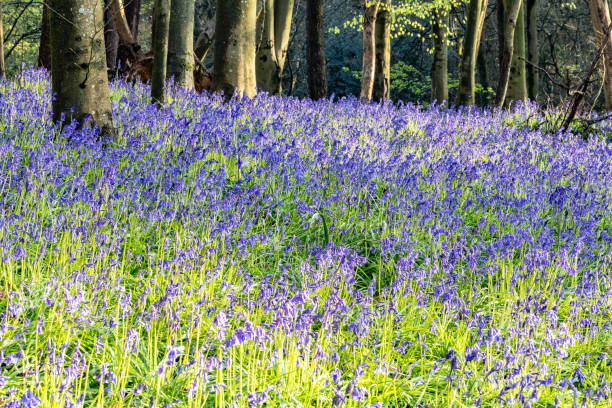 istock Surrey bluebells flowers England Europe 2149272740