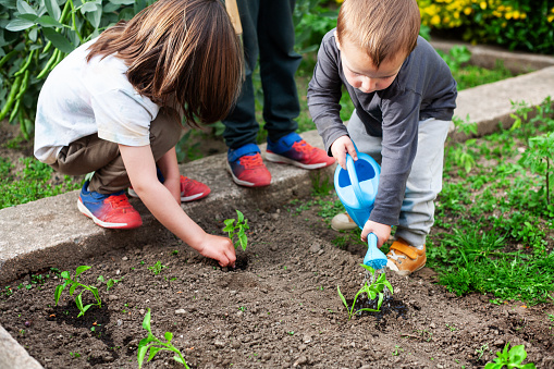 Children planting and watering sprouts of bell pepper plants in a small vegetable garden.