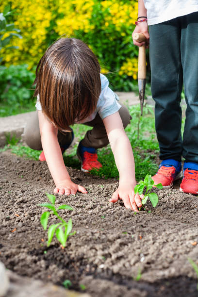 istock Boy planting a bell pepper plant. 2149273270