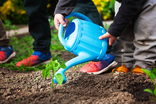 Close-up of a boy's hands watering a bell pepper plant with a blue watering can in the garden he is tending.