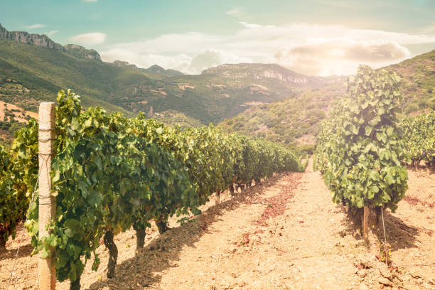 istock Vineyard in the mountains at sunset. Agriculture. 2149273674