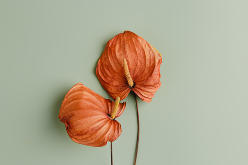 Autumn colors still life minimal style photo, top view vivid orange flower calla on olive colored background. Minimal aesthetic floral design flat lay card, poster. Two Stylish Dried autumnal flowers