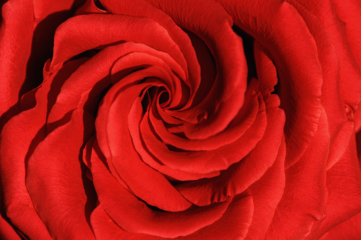 Close up red rose with petals macro texture, top view beauty nature aesthetic background, Natural floral  geometric pattern with curve lines, selective focus, vivid monochrome colored stylish photo