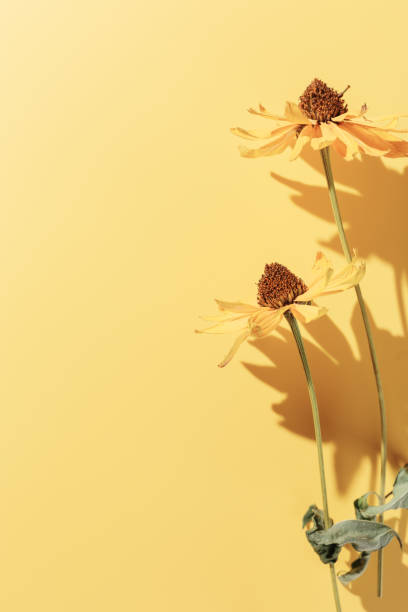 istock Creative autumn floral flat lay, yellow dried flowers cosmos, beautiful shadow from sunlight, aesthetic blooming flower, Autumnal still life, minimal trend, top view, background, copyspace 2149273726