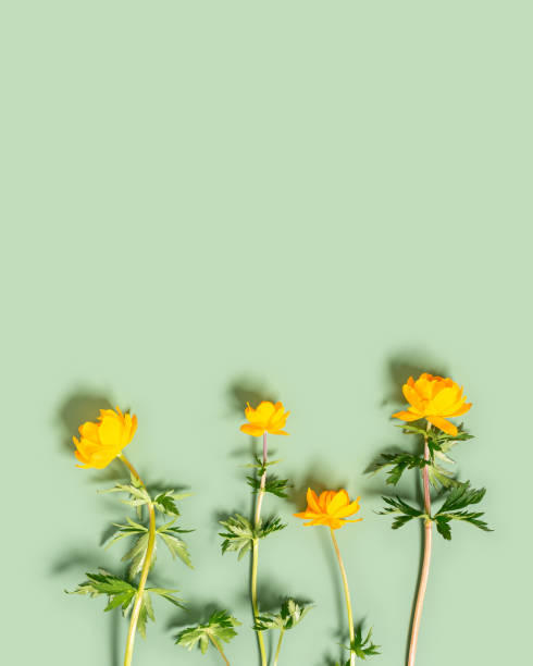 istock Spring yellow wildflowers top view on pastel green background, springtime vivid pattern, minimal trend flat lay with fresh blooming field flowers, natural blossoms floral still life, vibrant tone 2149273727