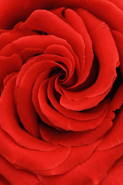 istock Red rose flower vertical background, flowery aesthetic nature close up pattern, botanical design, floral top view photo, macro petals of blooming roses, beauty nature wallpaper, red gradient 2149273728