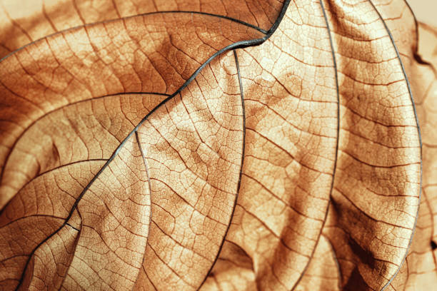 istock Autumn Dried leaf close up with natural veins pattern, brown leaf as nature background. Trend botanical design backdrop, environment pattern, fall seasonal still life macro trend, soft focus 2149273735