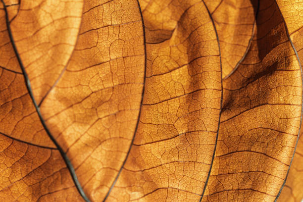 istock Autumn Dried leaf close up with natural veins pattern, brown leaf as nature background. Trend botanical design backdrop, environment pattern, fall seasonal still life macro trend, soft focus 2149273741