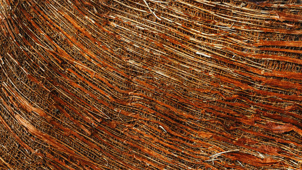 Textured Coconut Coir Close-up. Macro photo banner of coconut coir fibers showing layered textures. Vivid brown color aesthetic organic plant texture, monochrome nature pattern as background Textured Coconut Coir Close-up. Macro photo banner of coconut coir fibers showing layered textures. Vivid brown colored aesthetic organic plant texture, monochrome nature pattern as background palm fiber stock pictures, royalty-free photos & images