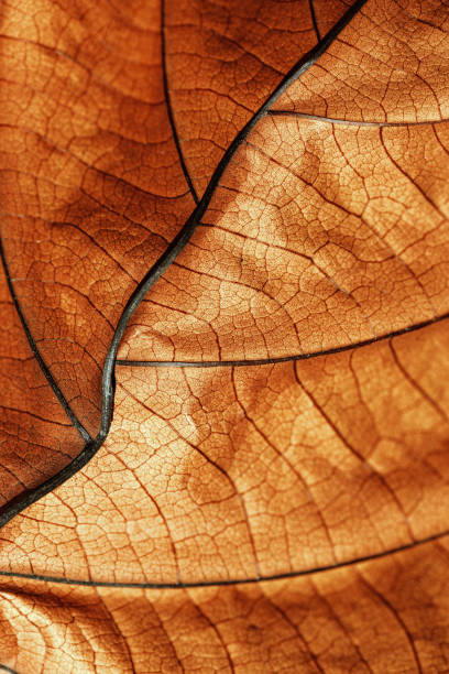 istock Autumn Dried leaf closeup at sunlight, macro trend, brown leaf as nature background. Fall aesthetic backdrop with natural veins texture of foliage, warm monochrome autumnal color, low depth of field 2149273744