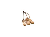 peanut or Arachis hypogaea