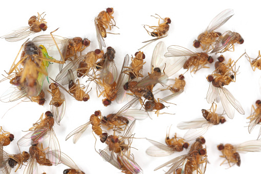 Flies of species Scaptomyza pallida (Drosophilidae) reared from sugar beet plants in a cultivated field.