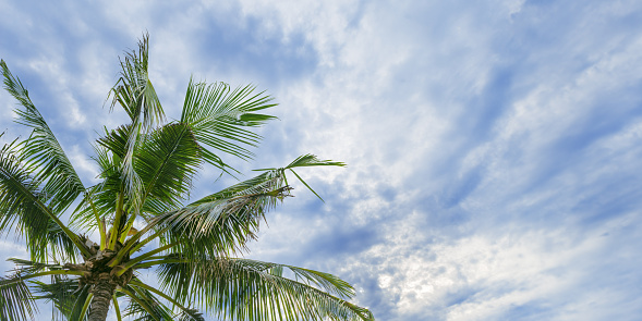 Palm tree leaves on white blue sky background, vibrant green fronds of coconut tree and fluffy clouds as nature summer landscape, outdoor scenic view, trend summer banner copy space
