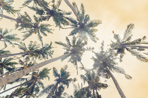 Palm trees view from below under clear sunset sky, travel mood aesthetic nature background, Coconut tree silhouette at tropical coast with warm Vintage Tones, summer calm scenery, wide angle view