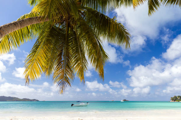 istock Coastal view with palm tree and white sand under blue sky 2149275522