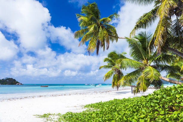istock Empty beach view with coconut palm trees and white sand under blue sky 2149275538