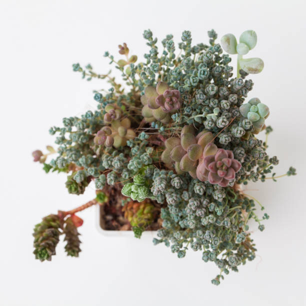 This succulent arrangement features Echeveria and Sedum varieties growing together in a textured green pot with a central bright green rosette highlighted by red-pink margins. Surrounding rosettes display shades of lavender golden yellow and deep russet with jelly-bean Sedum leaves adding unique texture. Neatly set in white gravel top-dressing the arrangement creates a clean contrast enhancing the rich warm tones of fleshy foliage. Perfect for succulent enthusiasts gardeners and interior designers seeking colorful multi-layered ornamental plant displays for indoor or outdoor décor.