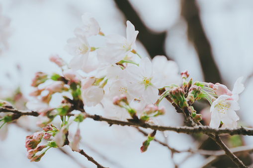A close up of a cherry blossom branch with delicate pink and white blossoms against a blurred background.
