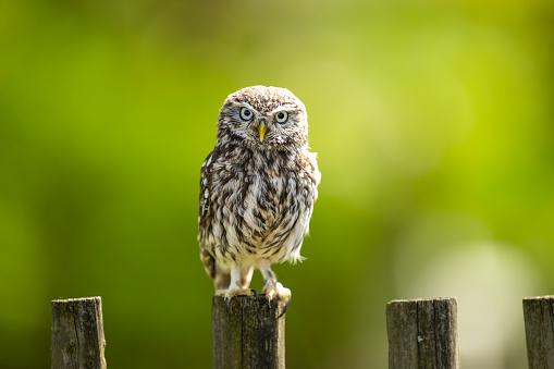 Little owl by the old building. Athene noctua. The Czech republic. High quality photo