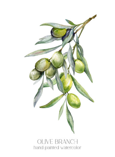 istock Olives Watercolor Illustration. Olive Branches Greenery Hand Painted Watercolor isolated on white background.  Perfect for olive wedding invitations, floral labels, bridal shower and  floral greeting cards 2149277741