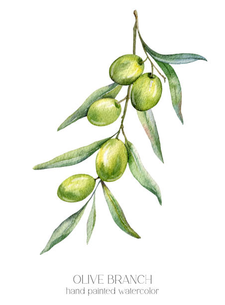 istock Olives Watercolor Illustration. Olive Branches Greenery Hand Painted Watercolor isolated on white background.  Perfect for olive wedding invitations, floral labels, bridal shower and  floral greeting cards 2149277768