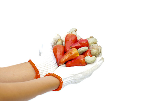 isolated pile of ripe cashew nuts in gloved hands-on white background. the fruit is red and at the end of the fruit is a seed shaped like a kidney.