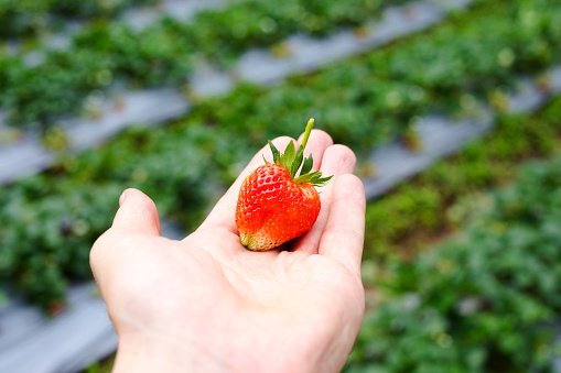 Male hand holding thai strawberry  with field on farm in Chiang Rai in big forest in Rom Yen province, Chiang Kham, Phayao