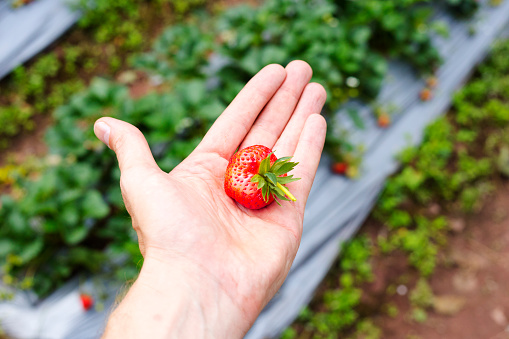 Close-uo of male hand with  thai strawberry  with field on farm in Chiang Rai in big forest in Rom Yen province, Chiang Kham, Phayao