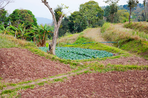 Small cabbage field between harvested fields  in mountains in Chiang Rai province in big forest in Rom Yen province, Chiang Kham, Phayao