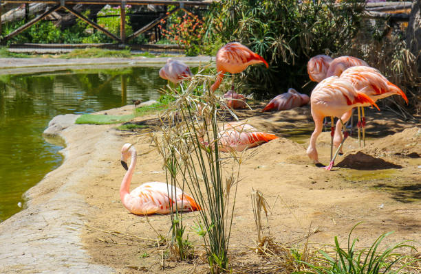 istock Flamingos Resting In The Shade 2149278115