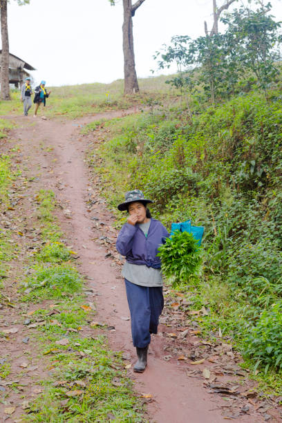 Thai farm worker woman is wallking in landscape  in mountains in Chiang Rai province in big forest in Rom Yen province, Chiang Kham, Phayao. Woman is wearing casual clothing and a camouflage styled hat. She is carrying fresh picked thai herbs and leaves. She is smelling at leaves. In background other women are walking down hill